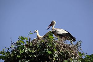 Stork Youngster Stretching its Wings.On top of a Plane Tree